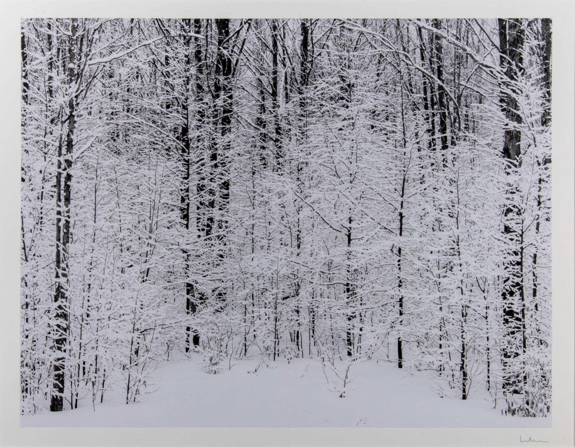 Black and white photograph of snow covered trees.